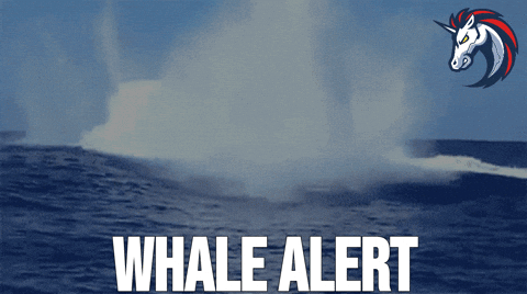 Whale alert